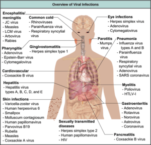 human-virus-graphic-from-khanacademydotcom